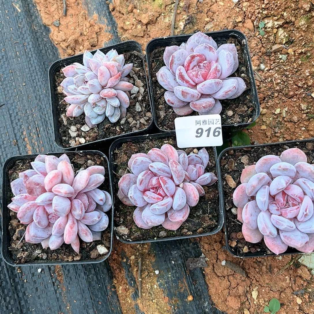 阿雅园艺。   916