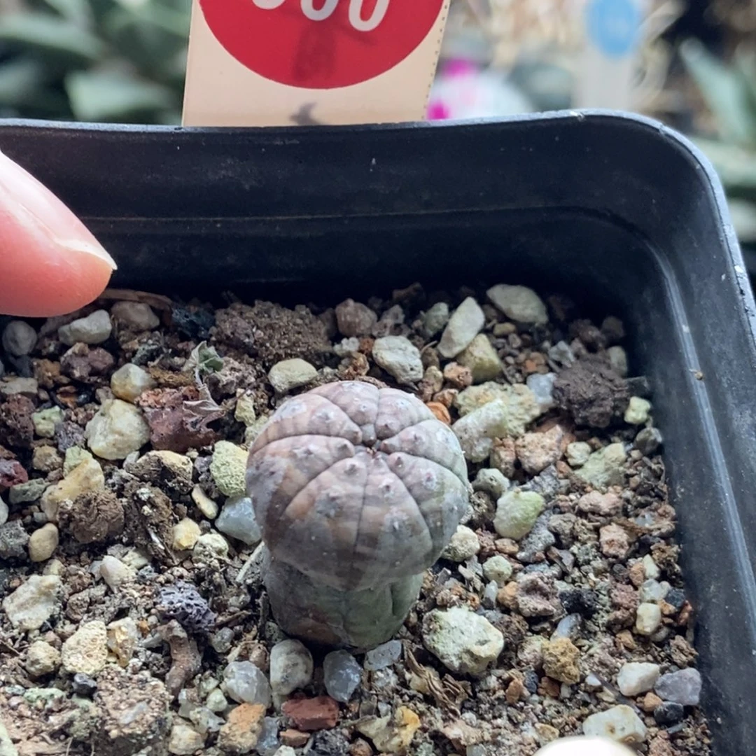 实生布纹球一棵仙人球