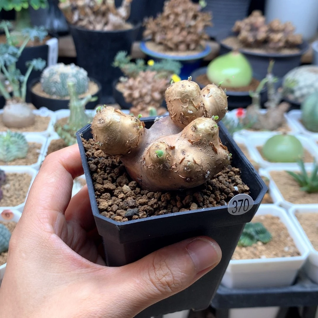 产地格加厚敦菊带盆370