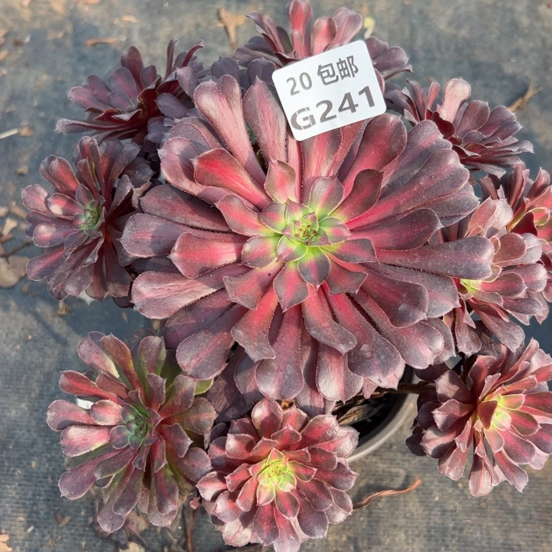 241红铜中斑，满20包邮