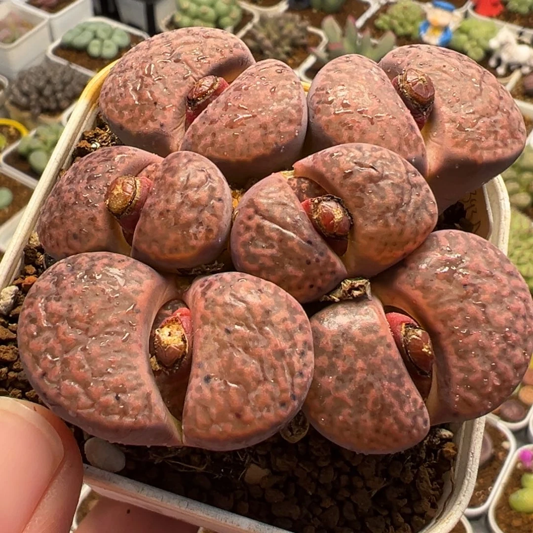 015多肉植物种类多样