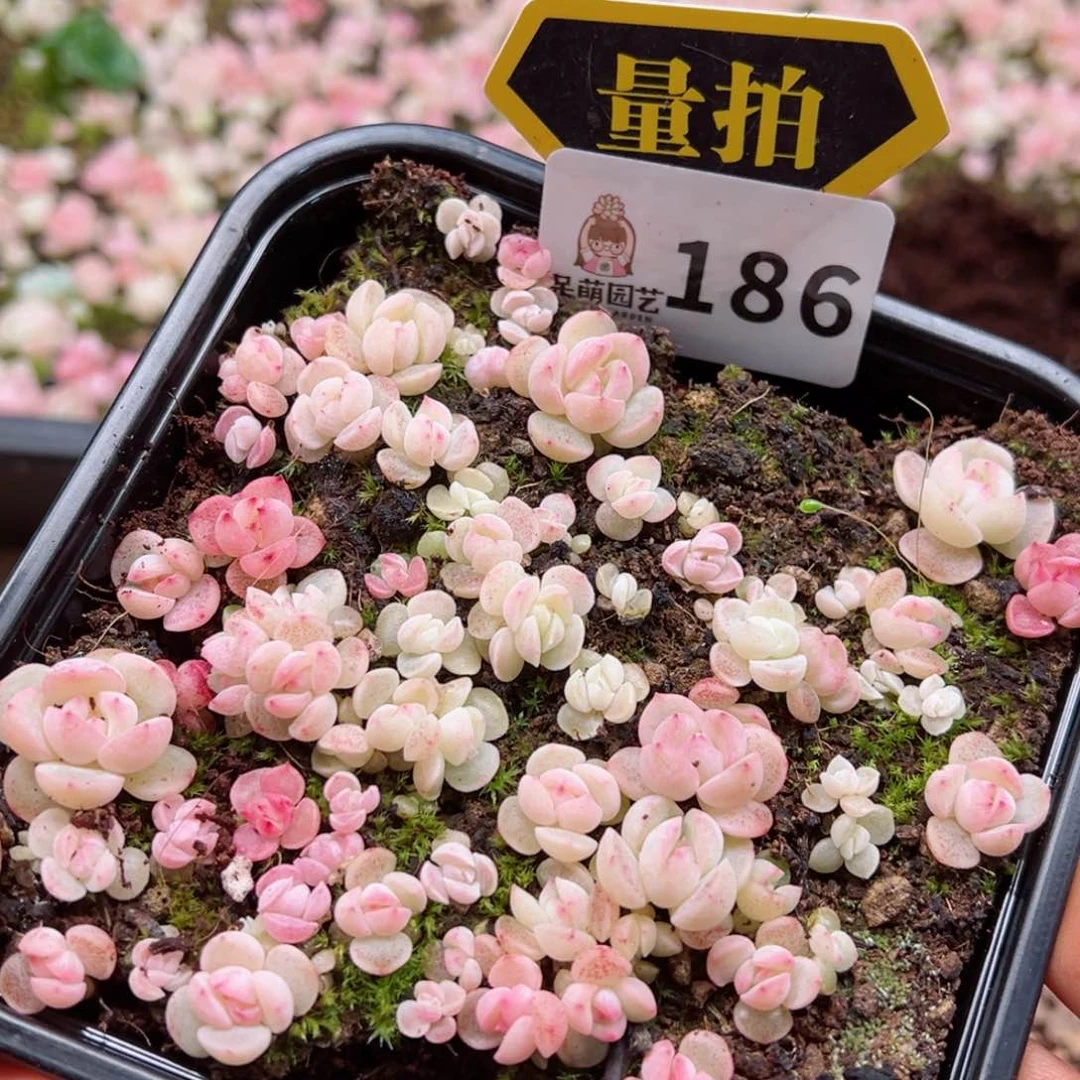 多肉植物多肉植物