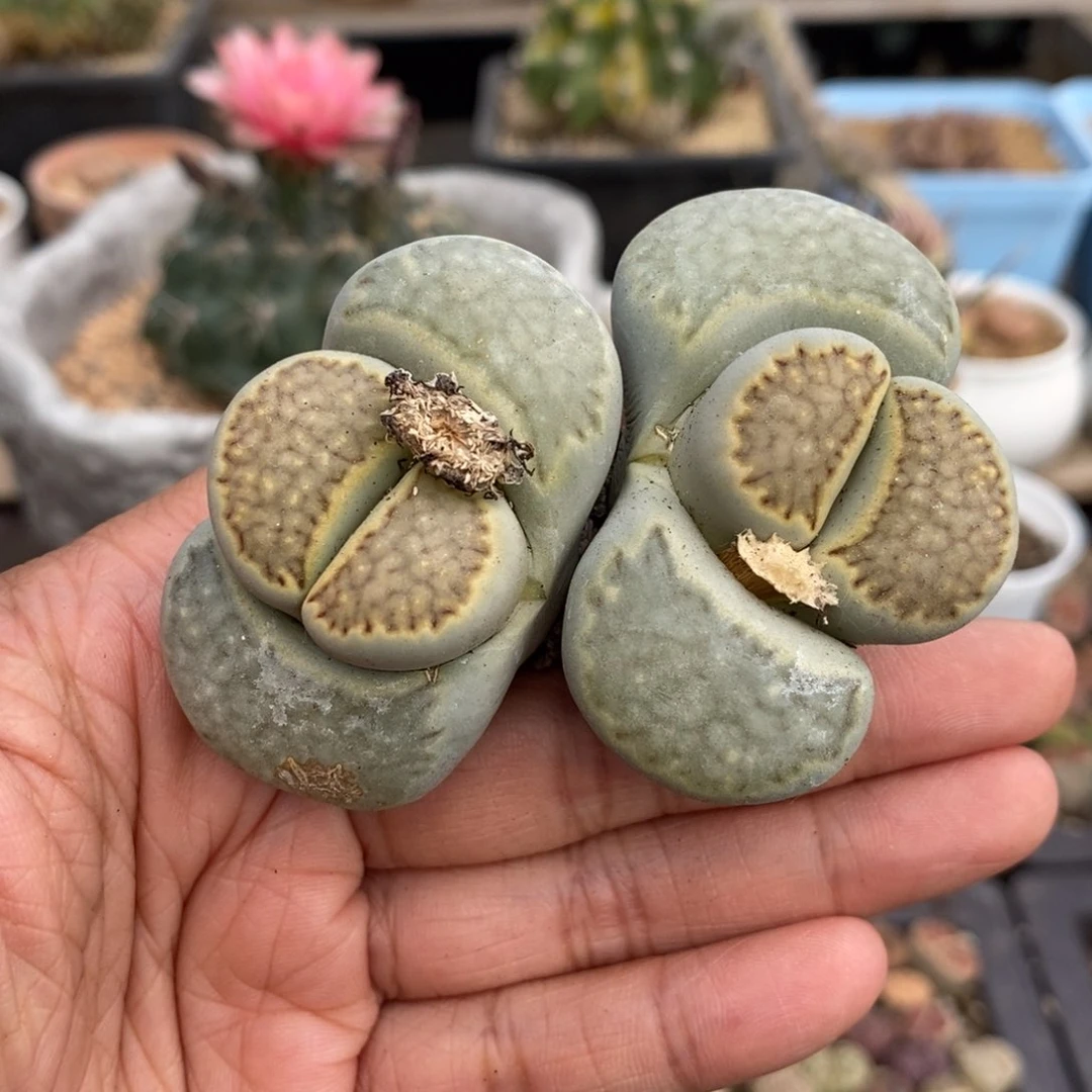 直播间一物一拍链接5313