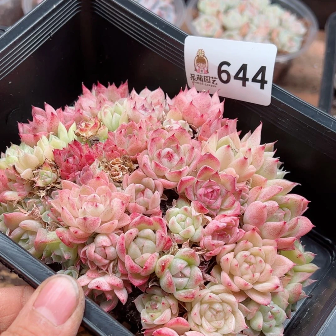 多肉植物多肉植物