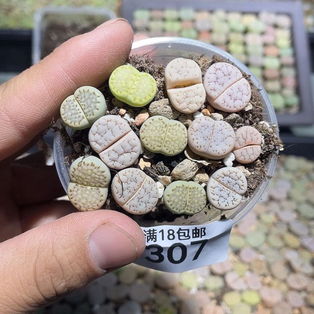 当天凑满十八元包邮307