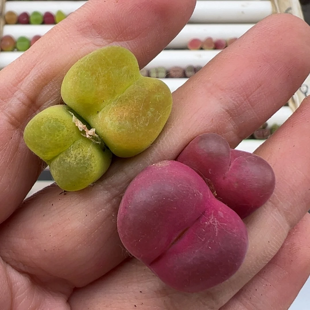 5.9好看的多肉脱土发货517