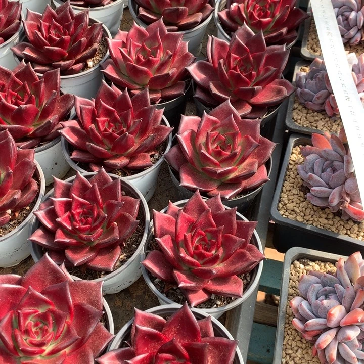 罗宾2颗多肉植物两单包邮