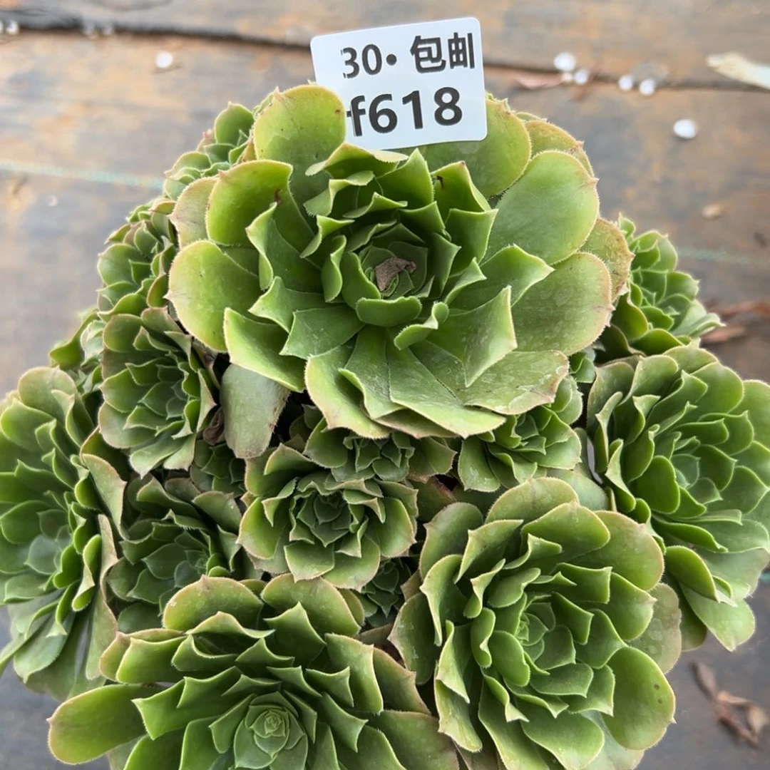 618绿杨蓉凤多肉法师