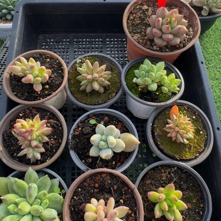 383多肉植物一物一拍