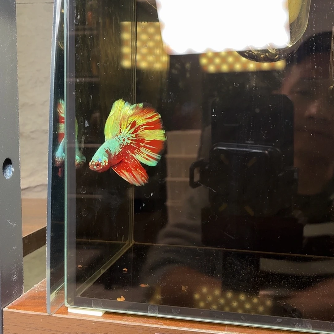 斗鱼彩金半月公鱼