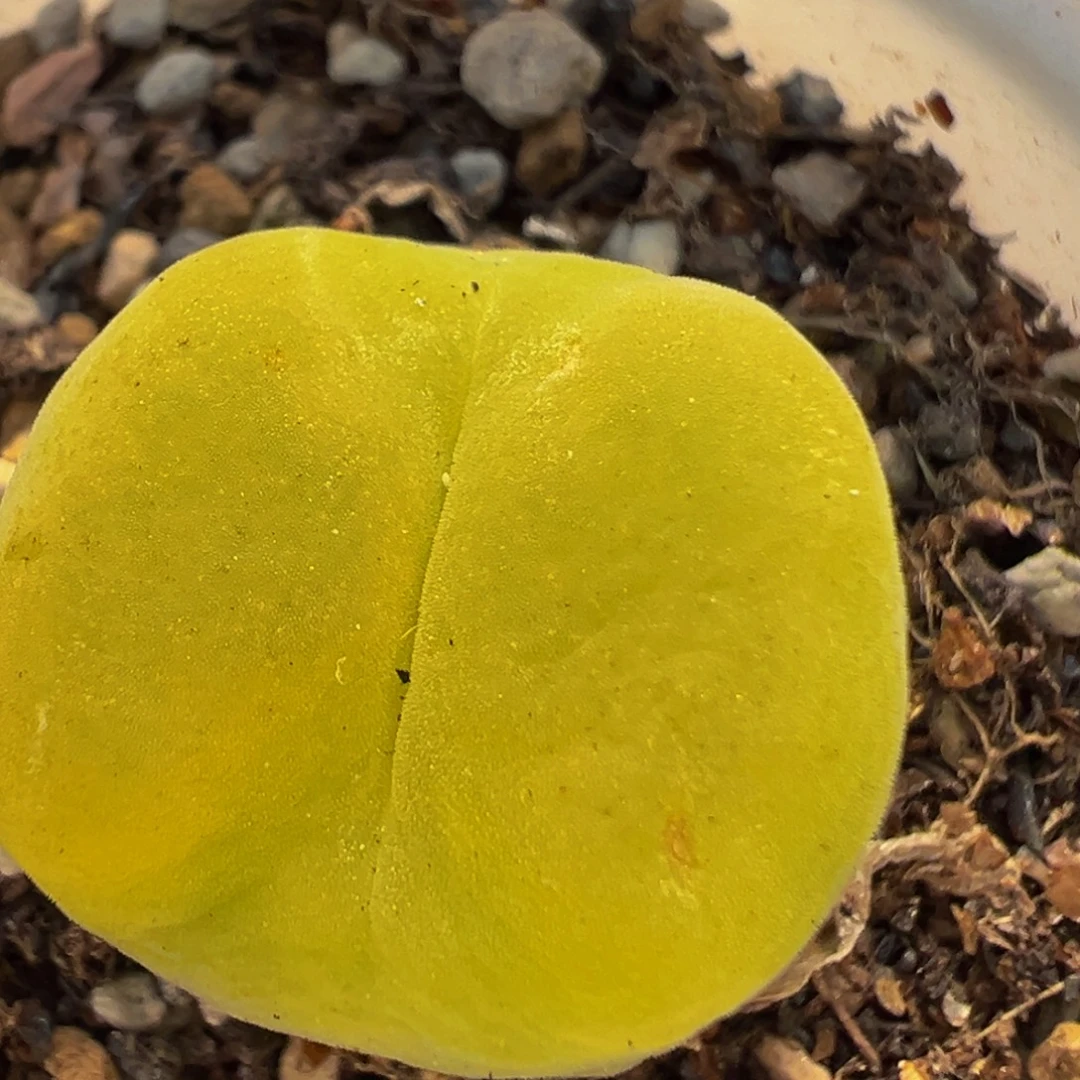 34多肉植物百科植物