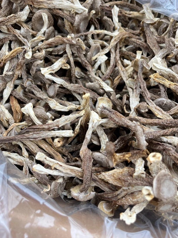 精品鹿茸菇无熏无硫