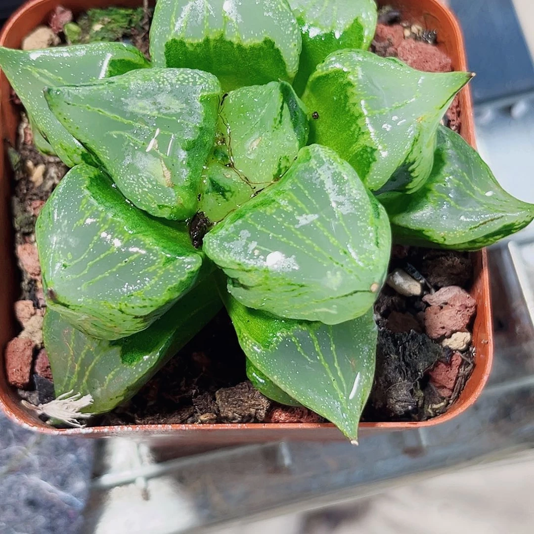 裹般若多肉植物56555