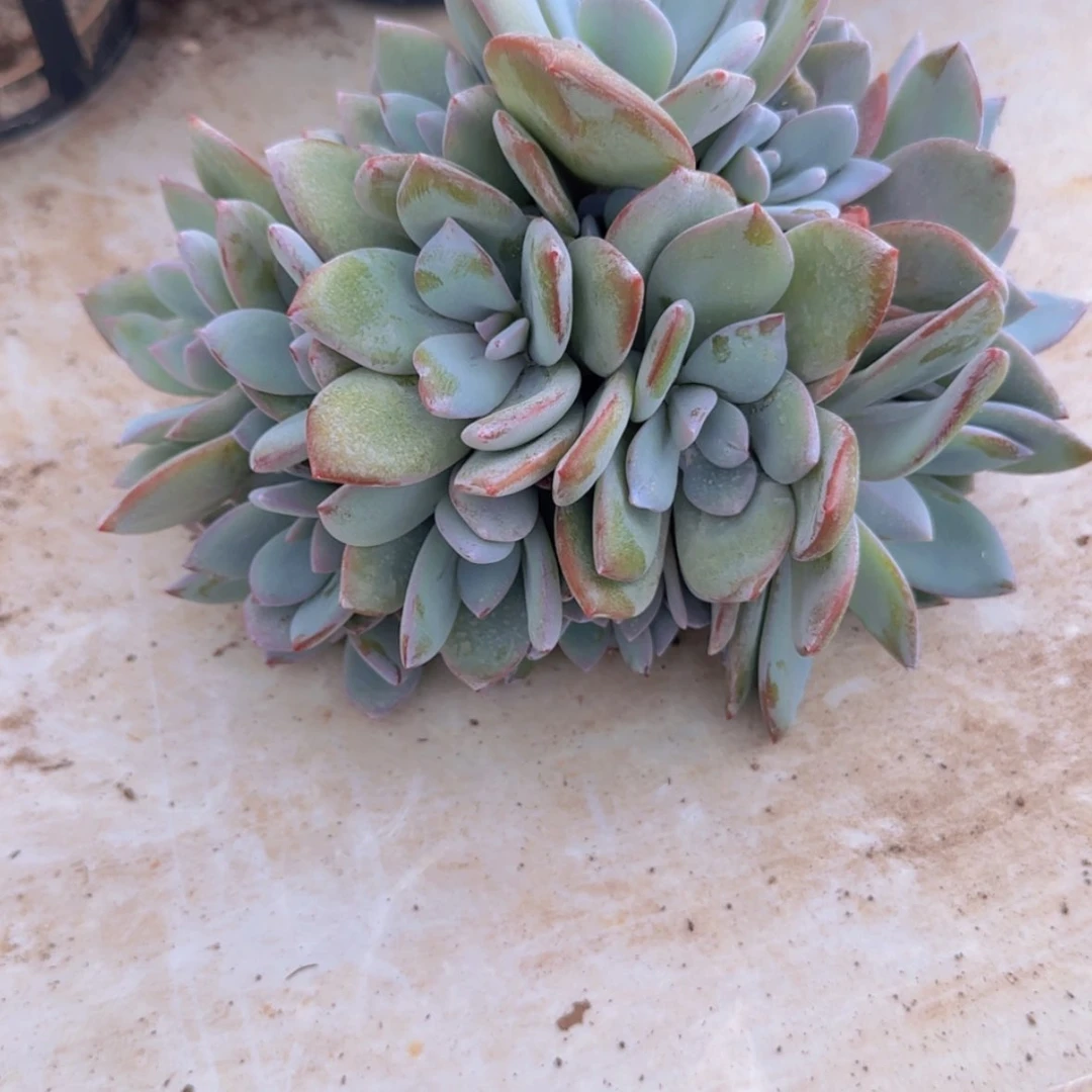【闪购商品】13头奶茶