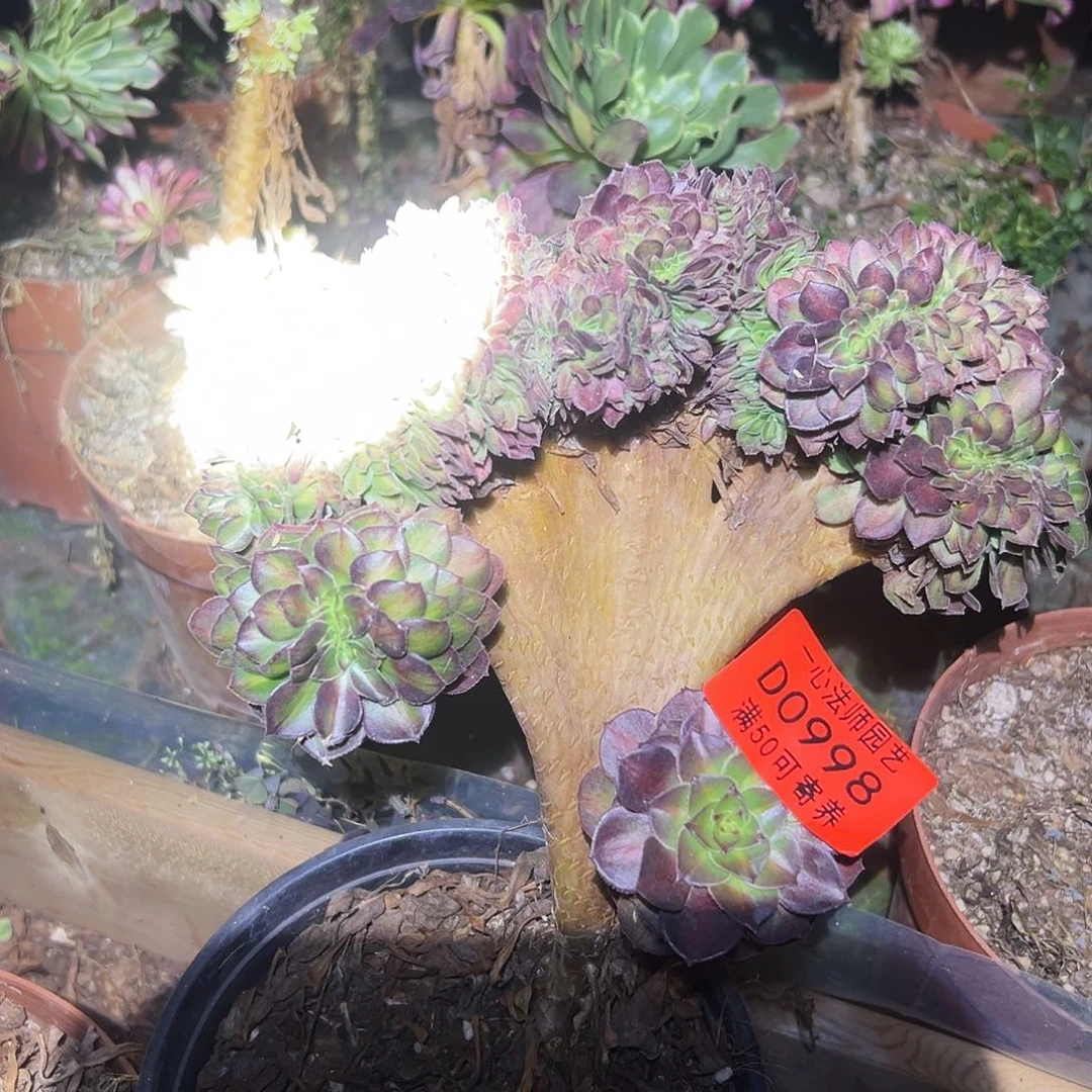 0998多肉植物、抹茶缀化