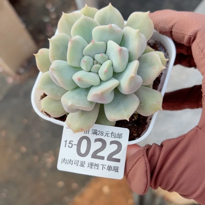 超奶无盆土发货多肉多肉