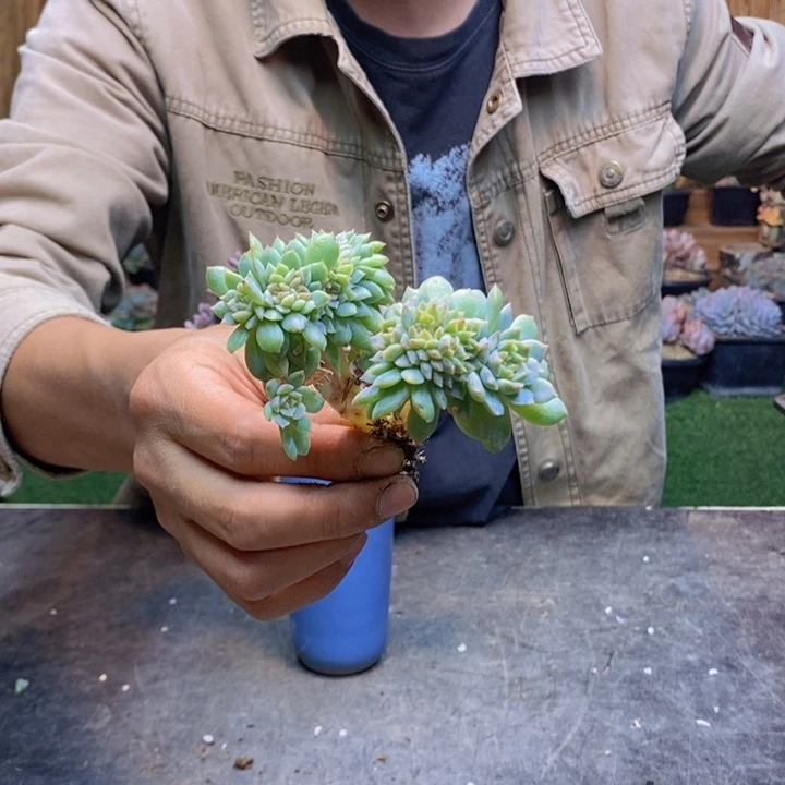 大***龙461 号冰魄多肉植物