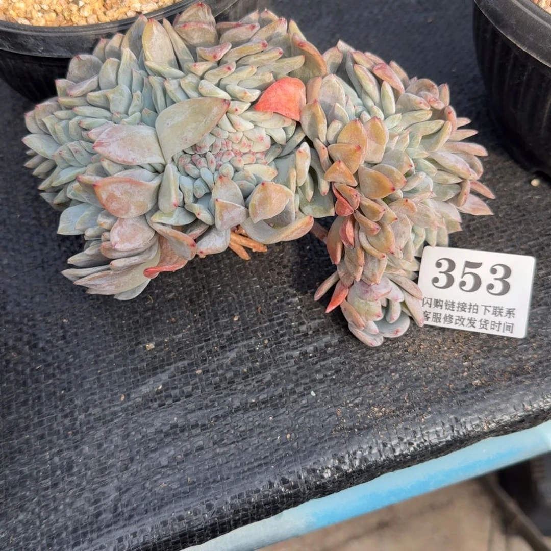 353星影缀化有断头15-16cm左右