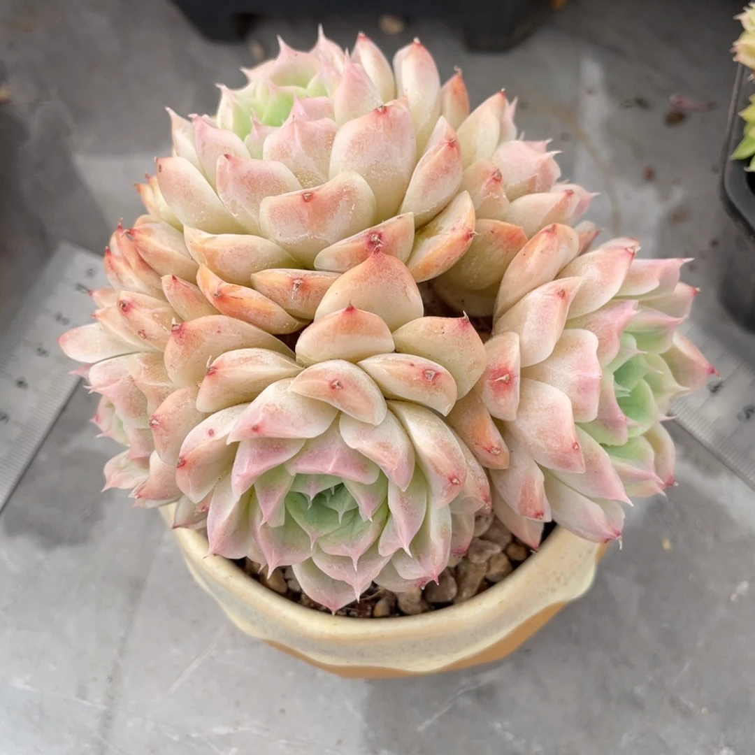 粉色月影大群生12公分