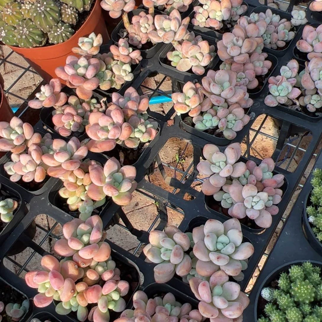 红洛神随单发货 单拍不发