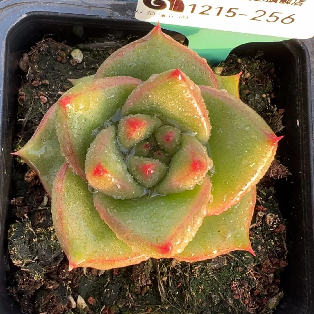 从前慢花园多肉编号1215-256