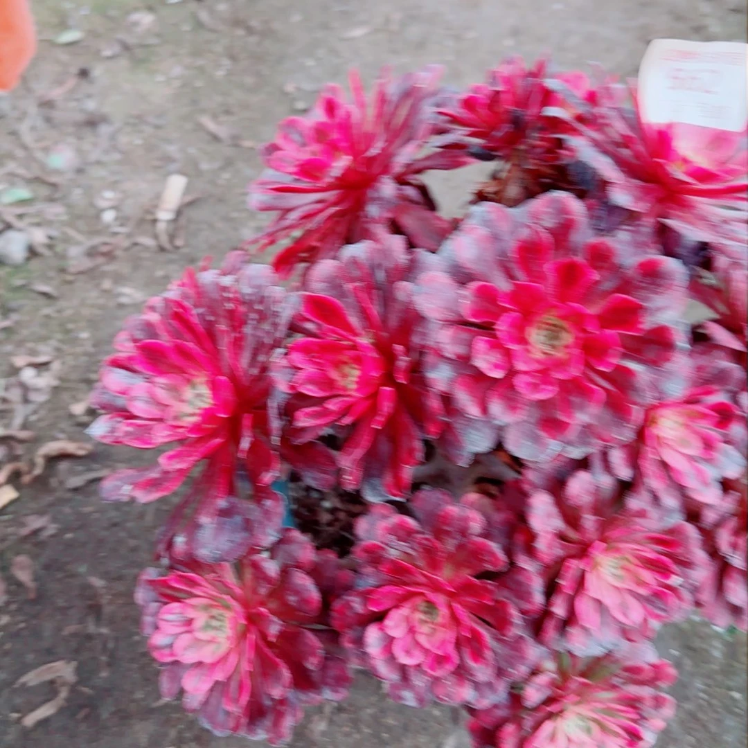 红颜法师多肉562