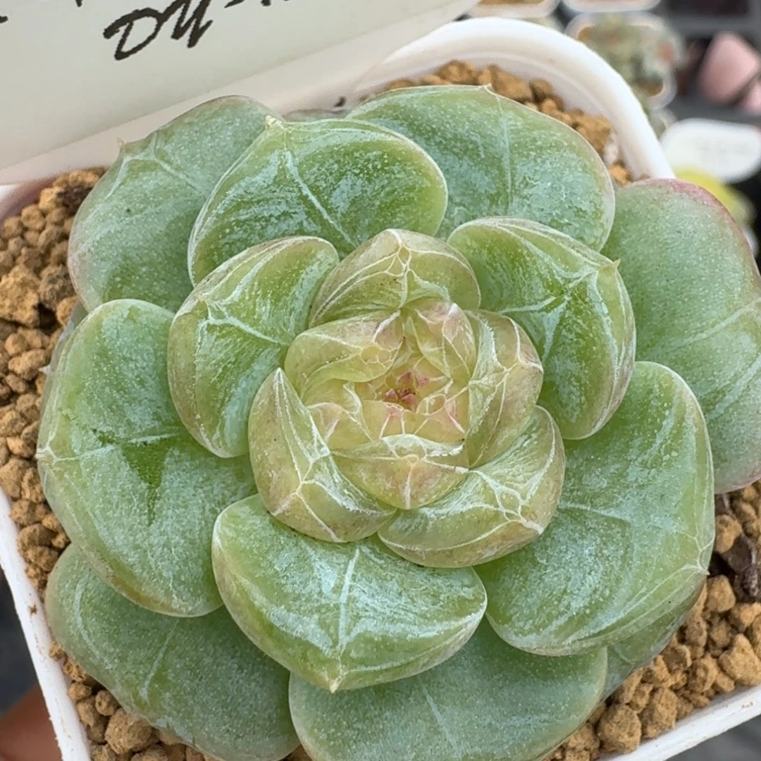 0929-012-糯米单头