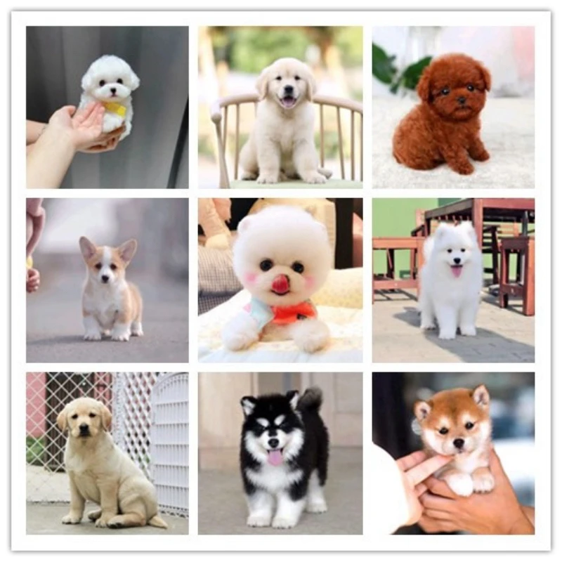 【深圳云朵宠物】宠物狗 狗狗活体幼崽 宠物活体