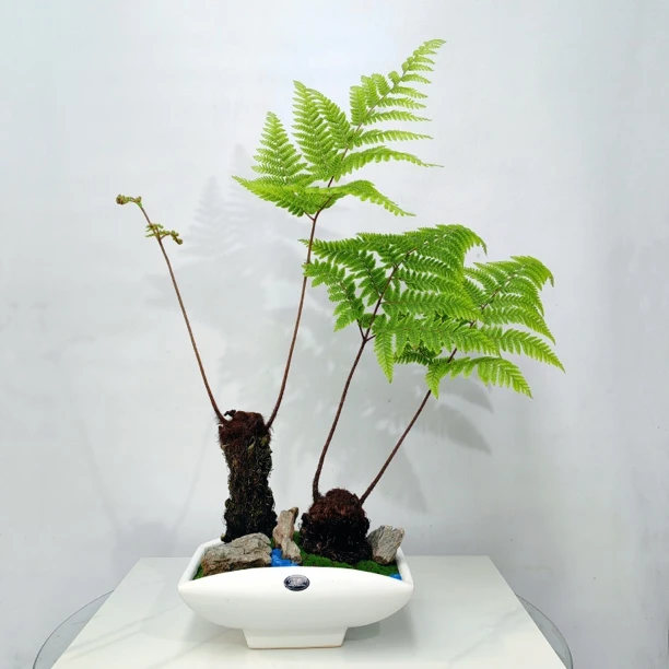 红鳞蕨气质蕨类植物