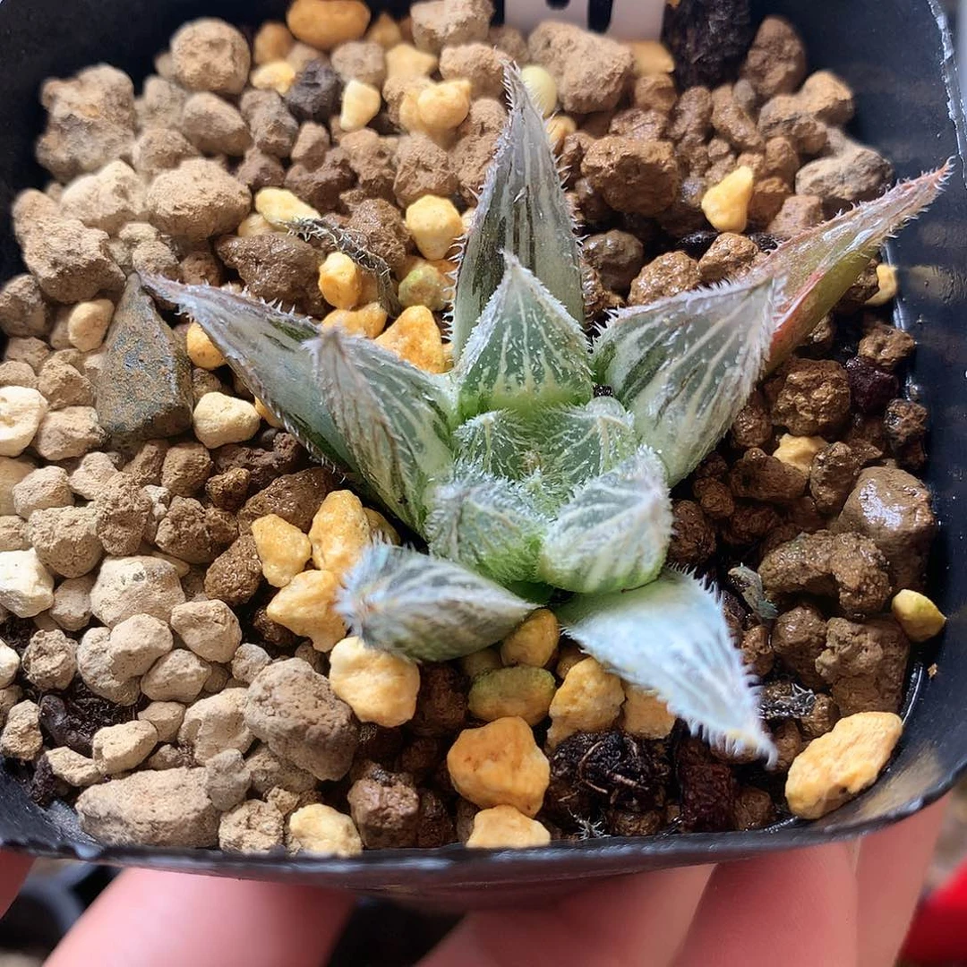 绘卷玉露锦一物一拍