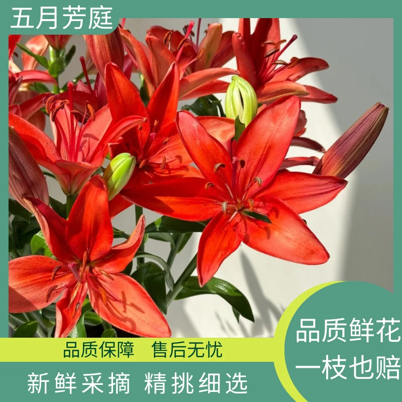 2头【红宝石】无香型亚州百合-简约色系-哑光质感