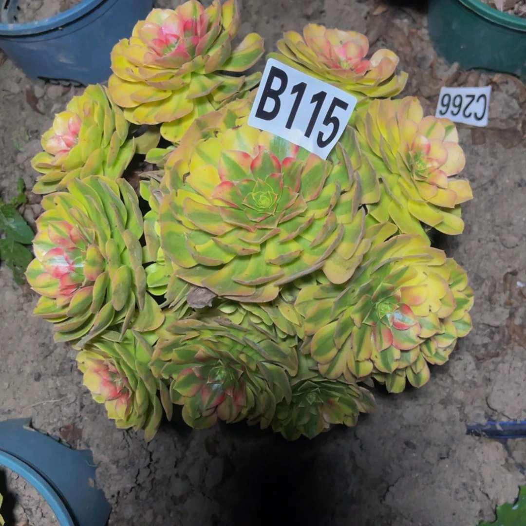 雨荷法师28//////38包邮