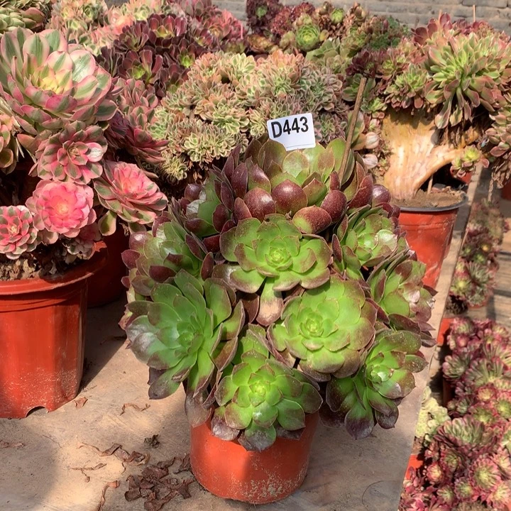 443赤焰莲多肉法师