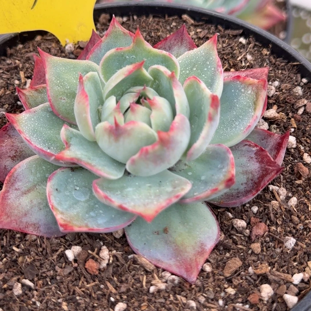 惊鸿一物一拍包装收缩花旱369