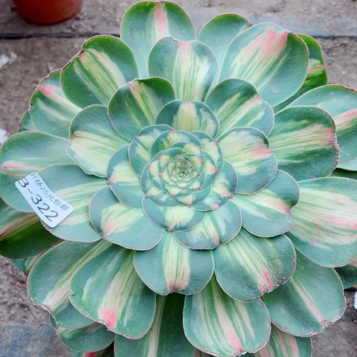 322暴君多肉12345678