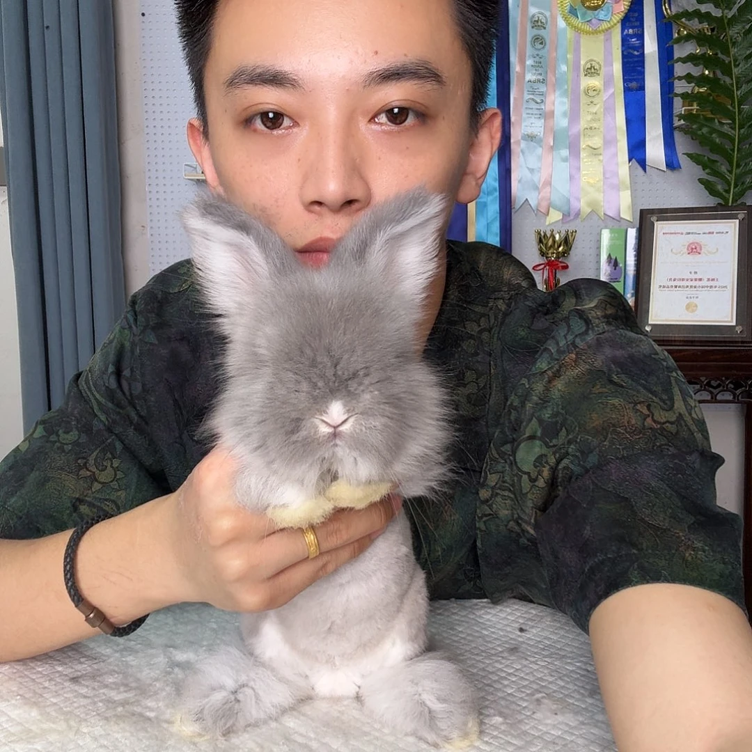 母英系 星黛露 母兔