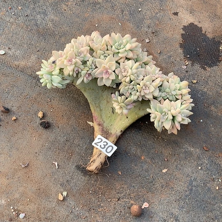 230淡雪锦缀 一物一拍多肉