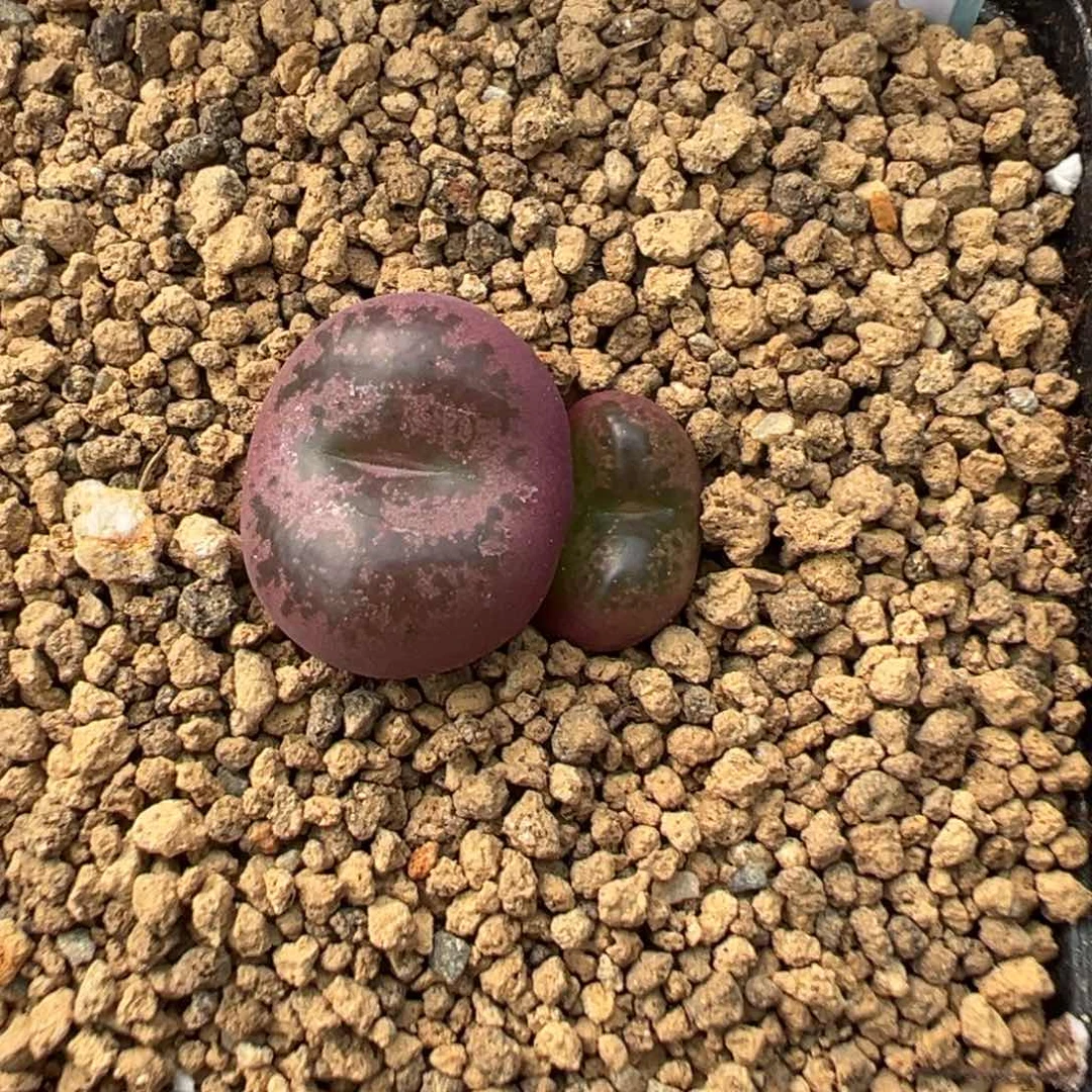 霧**岚10-269肉锥多肉植物，