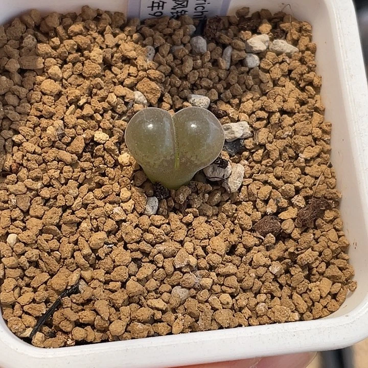 蓝**月C10 1.5年 6-3-L23