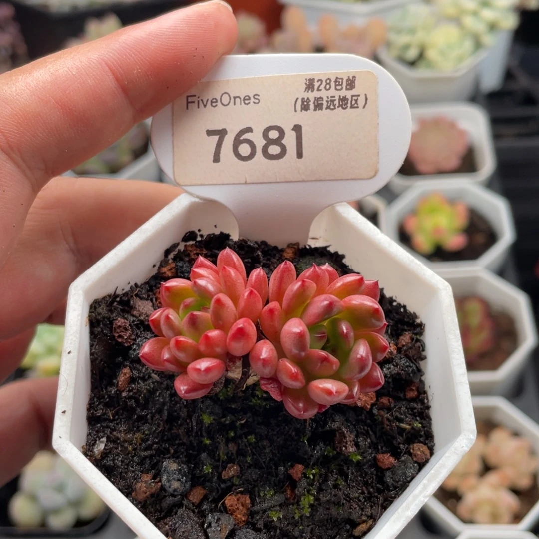 鸡血红宝石7681-4厘米