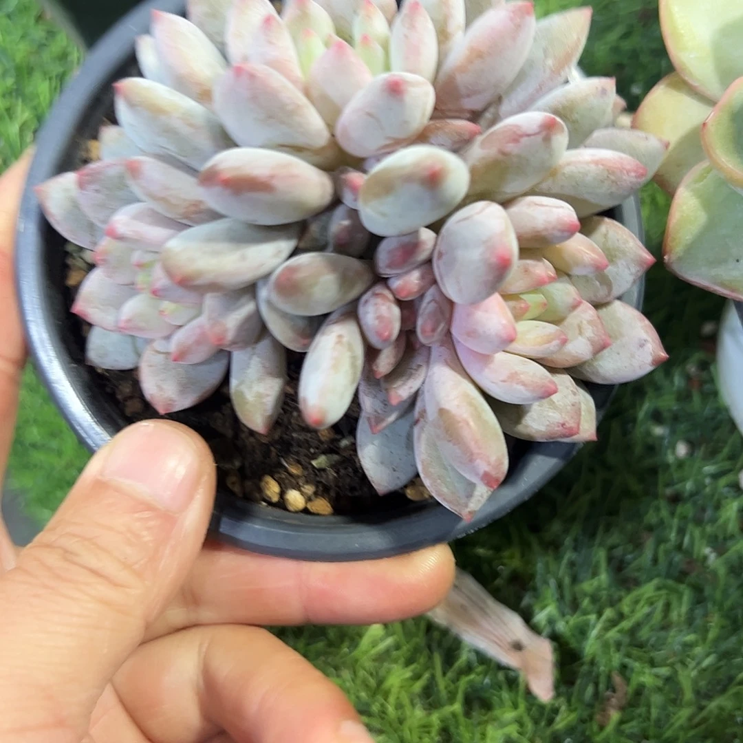 半夏群生多肉植物