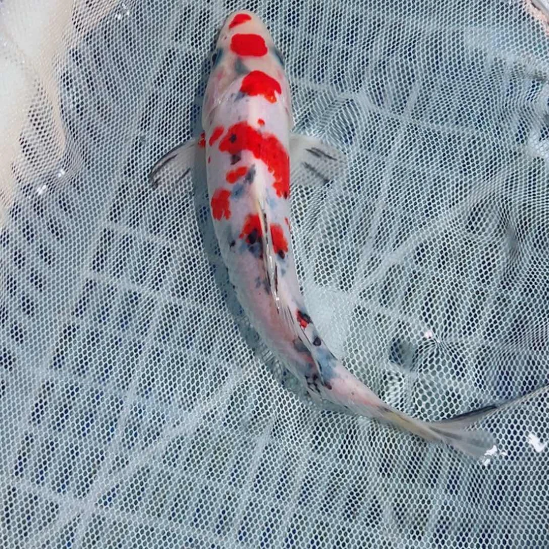 海水鱼锦鲤观赏鱼