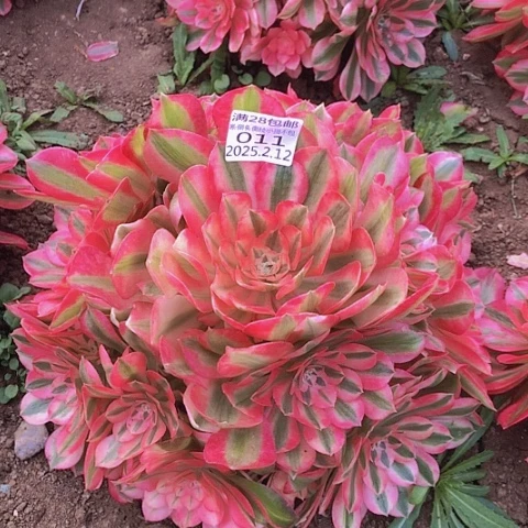 2.12-11粉女巫多肉植物
