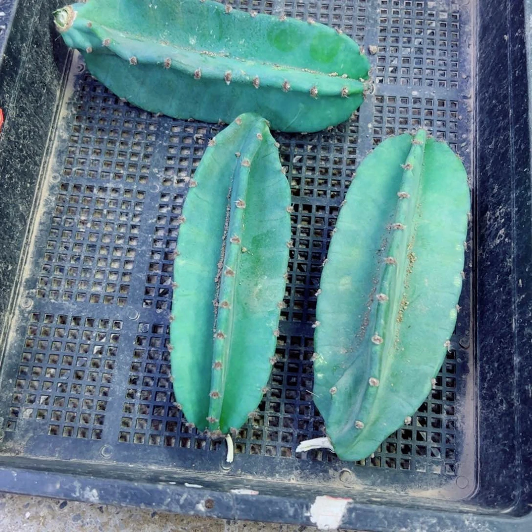 下59量天尺歪无根侧芽15公分左右20包邮