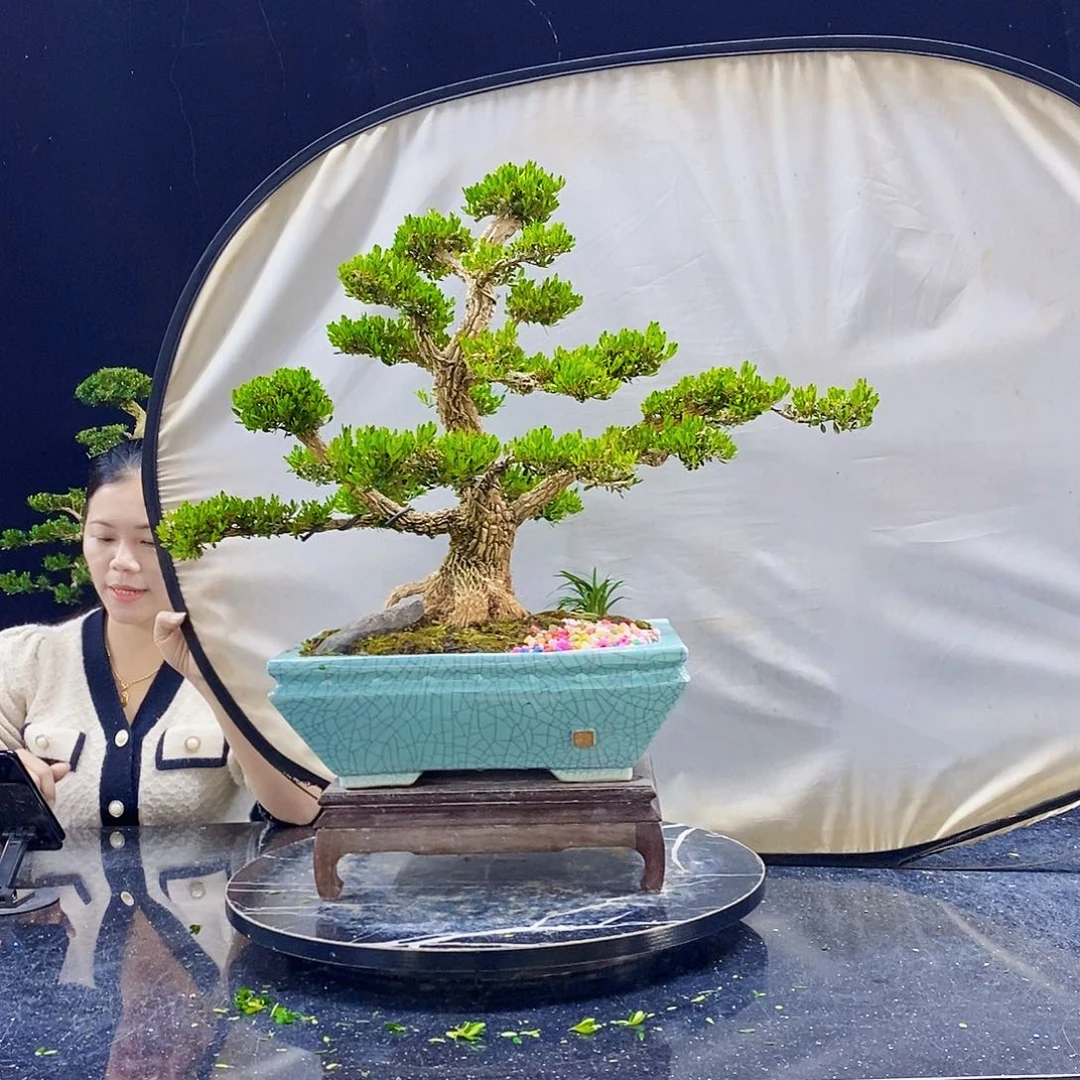 无花朵黄杨盆景造型