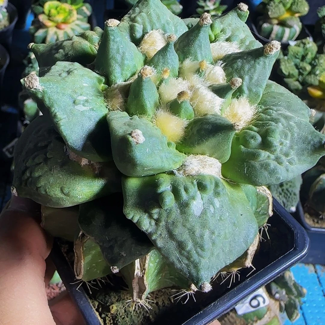 s***i怒涛般619仙人球开花