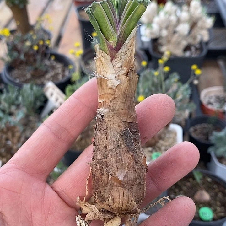 142波叶布冯2.4公分一一