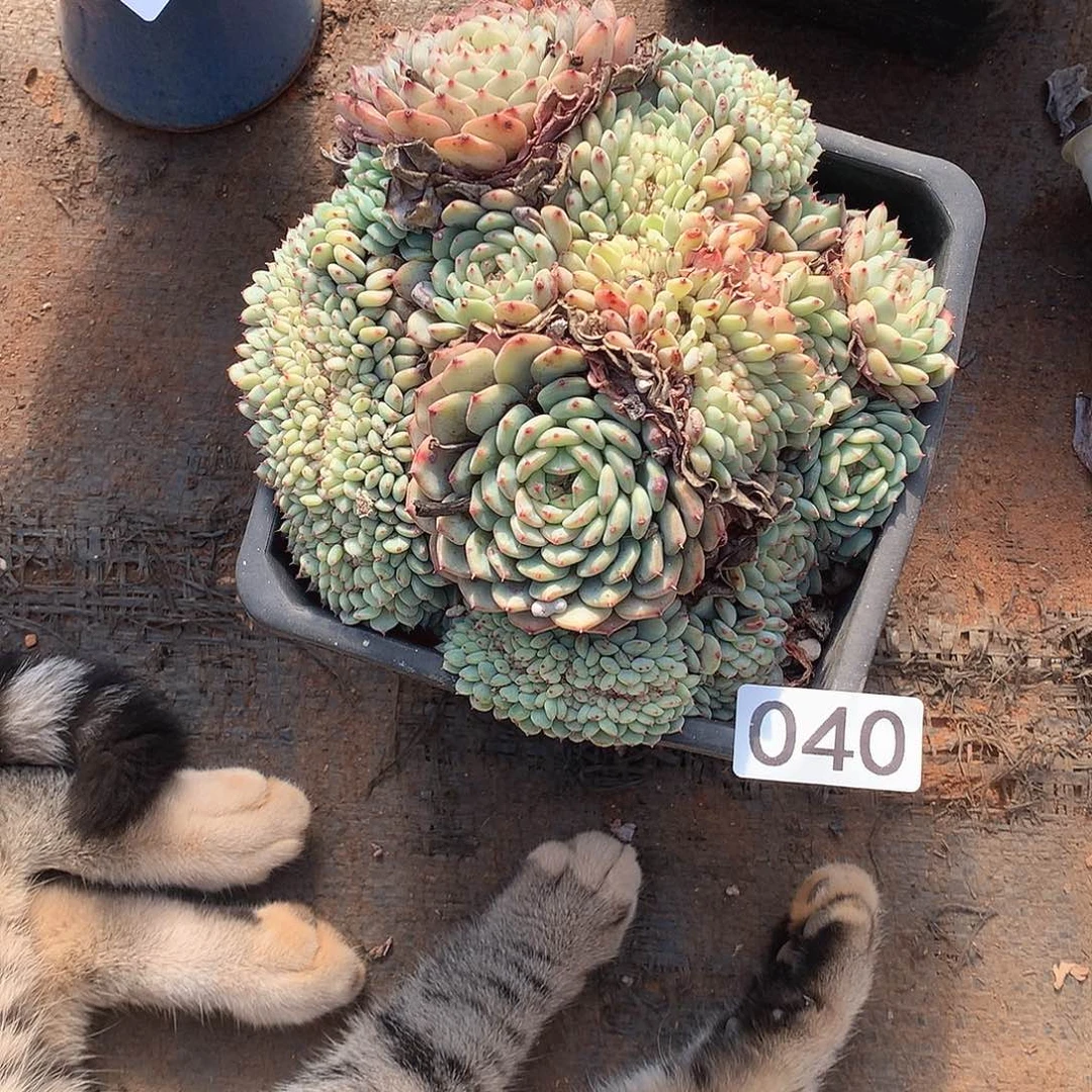 040白胖子 一物一拍多肉