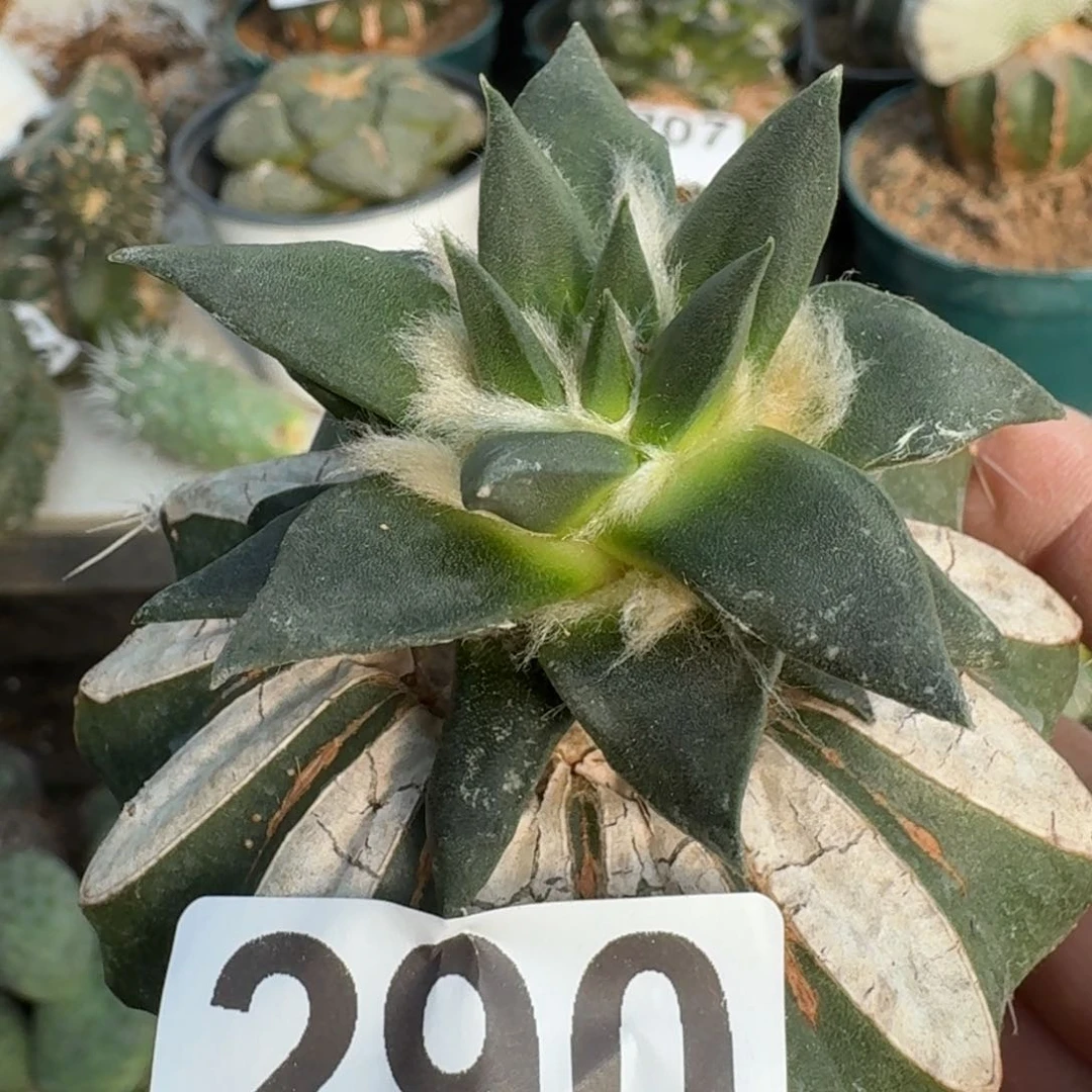 【闪购商品】无花朵福利龙呀牡丹290