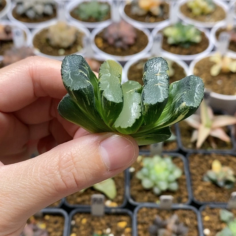 【闪购商品】3骏府大M玉扇锦